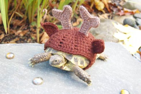 turtle-costume-5