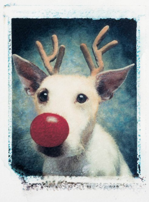 Peter-Thorpe-Christmas-dogs-14