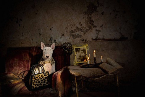 adorablebullterrier-10-900x600