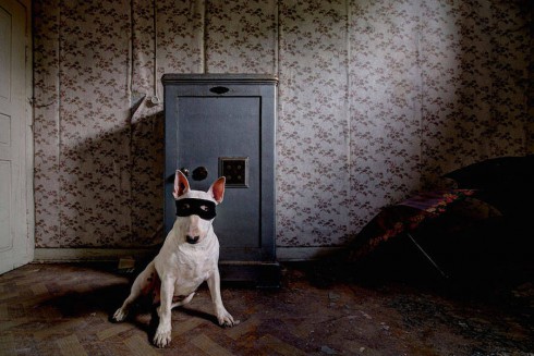 adorablebullterrier-3-900x600