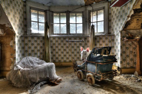 adorablebullterrier-7-900x600